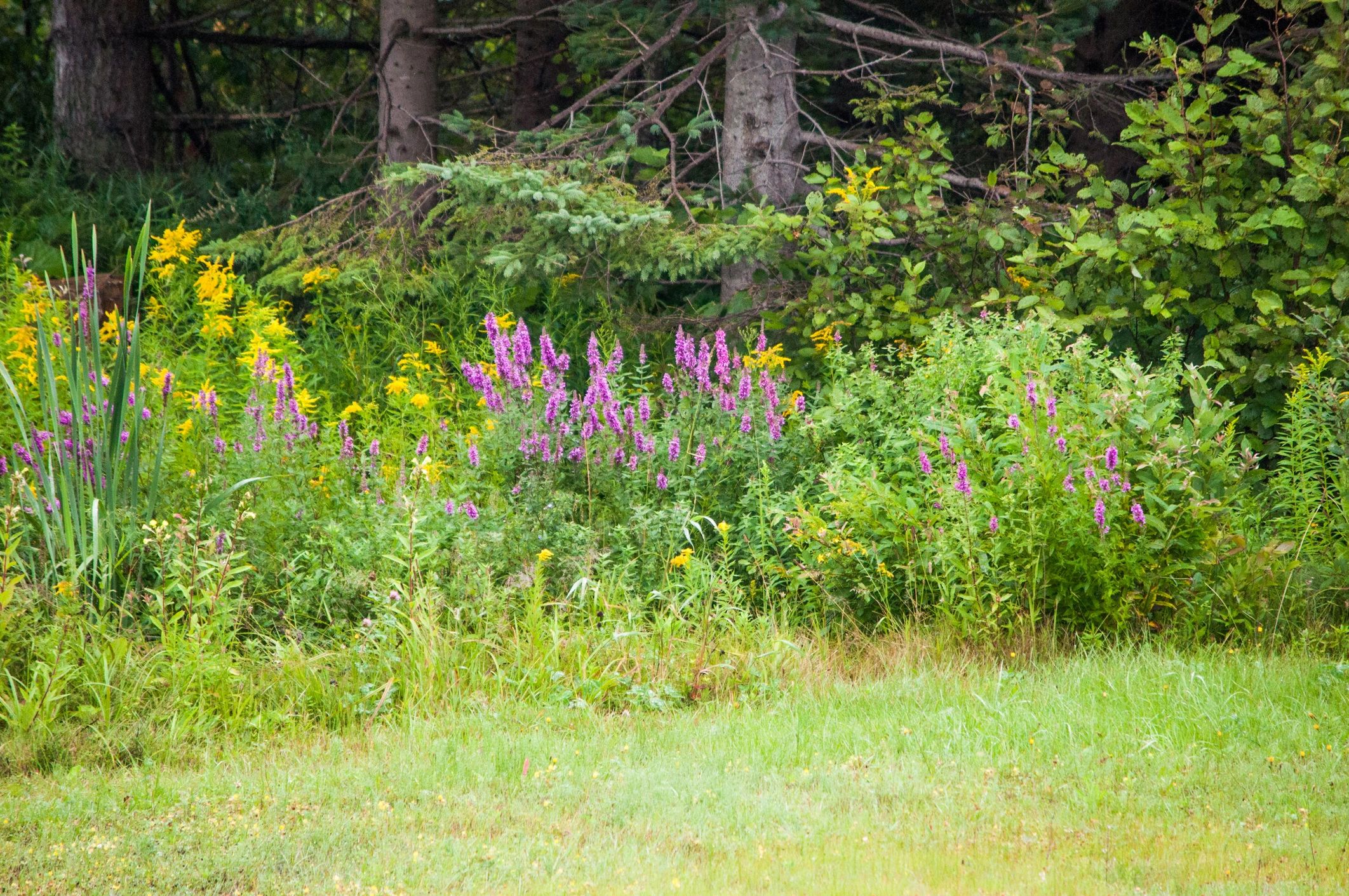 Swamp milkweed and cardinal flower growing along a woodland edge